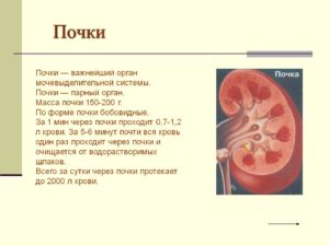 Для чего нужны почки. Сообщение о работе почек 4 класс. Зачем нужны почки человеку.