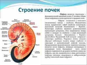 Опишите работу нефрона по следующему плану как плазма крови попадает в каналец нефрона