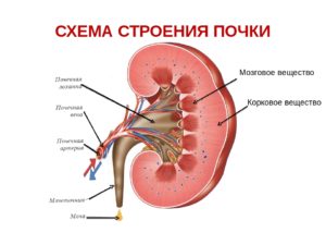 Анатомия почек строение