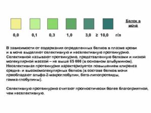 Когда в моче белок диета