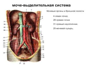 Почки не работают моча скапливается в брюшной полости