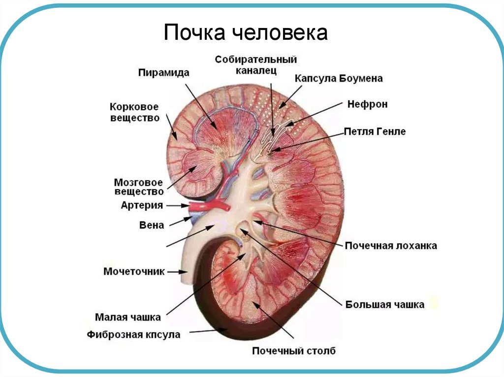 Пирамида почки человека