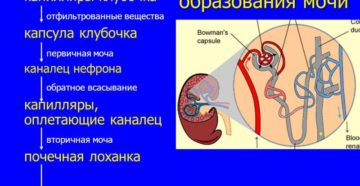 В каком органе образуется моча