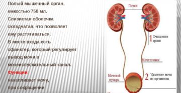 Функции мочевого пузыря человека