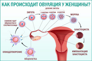 После овуляции частое мочеиспускание