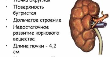 Строение почек у новорожденного