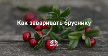 Как заварить бруснику