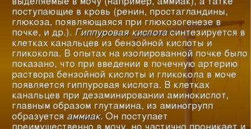 Синтез в почках