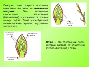 Что такое почка по биологии 6 класс