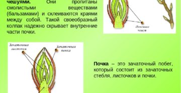 Что такое почка по биологии 6 класс