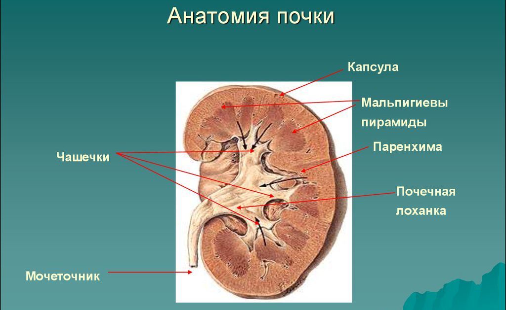 Строение почек лоханка