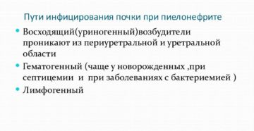 Восходящий путь инфицирования при пиелонефрите