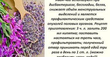 Иван чай при цистите у женщин
