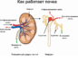 Как определить на сколько процентов работают почки
