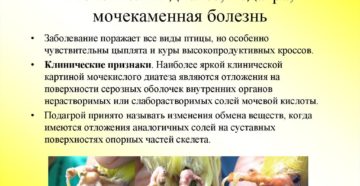 Кисломолочный диатез почек