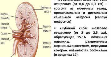 Норма коркового слоя у почек