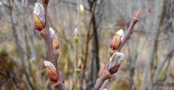 Если почки распустились осенью