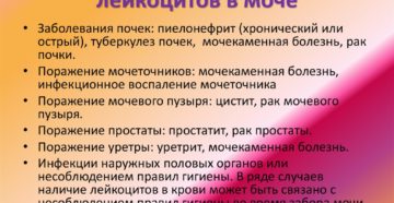 Лейкоциты в моче повышены причины у ребенка