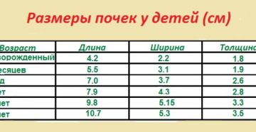 Размеры почек в год