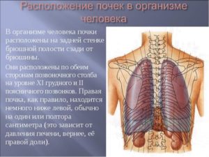 Местонахождение почек в организме человека