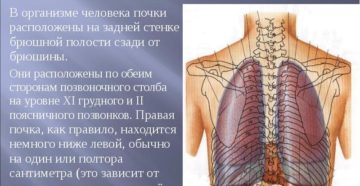 Местонахождение почек в организме человека