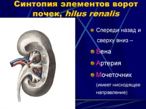 Синтопия ворот почки