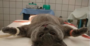 Операция коту при мочекаменной болезни