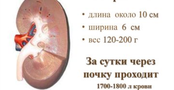 Почки стандартный размер
