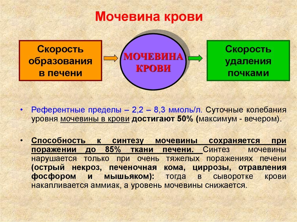 Мочевина в сыворотке понижена