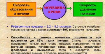 Мочевина в сыворотке понижена