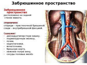 Почки относятся к брюшной полости