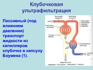 Механизм мочевыделения и мочеобразования и их регуляция