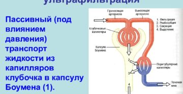 Механизм мочевыделения и мочеобразования и их регуляция