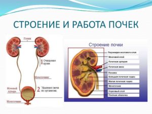 Интенсивная работа почек