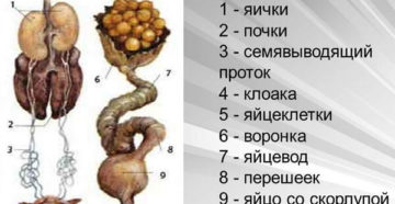 Почки у кур