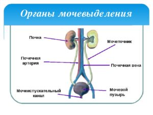 Органы относящиеся к выделительной системе