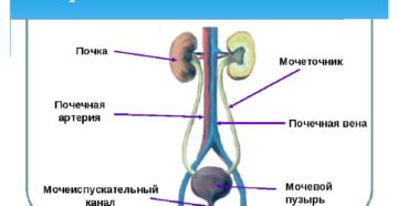 Органы относящиеся к выделительной системе