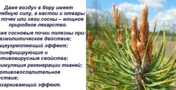 Лечение сосновыми почками противопоказания