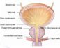 Анатомия мочевой пузырь у мужчин