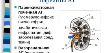 Паренхиматозная перемычка в почке что это