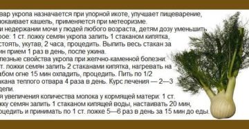 Семена укропа при лечении почек