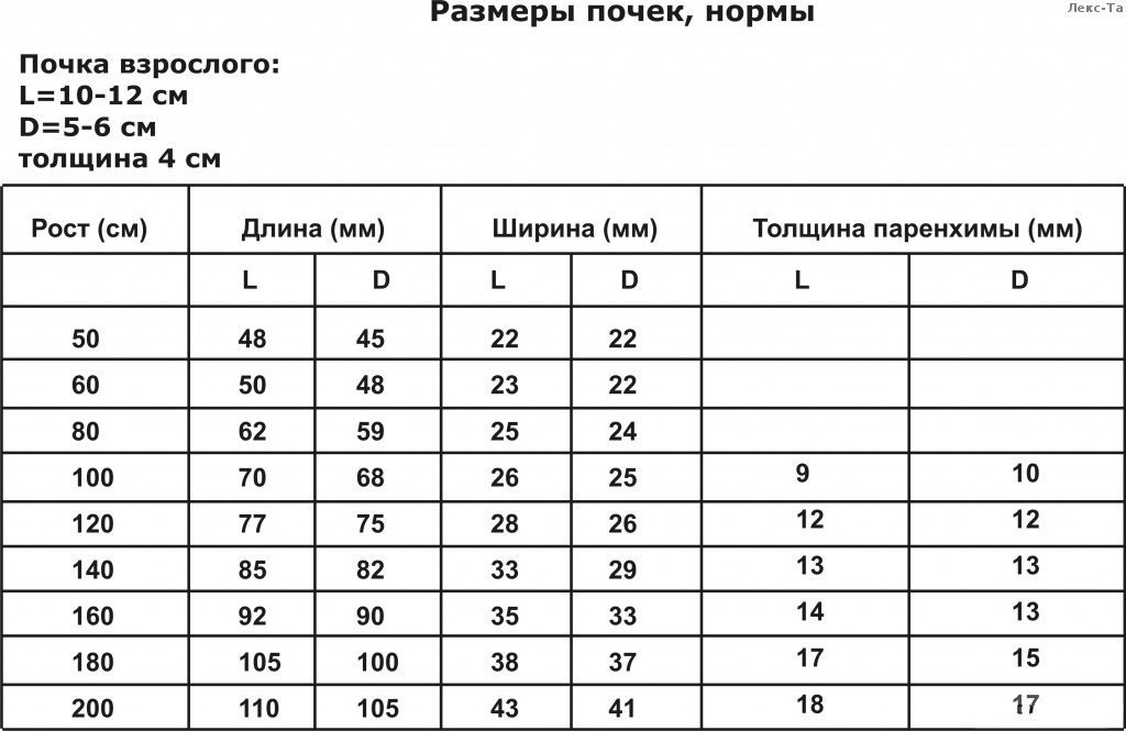 Размеры почек в норме