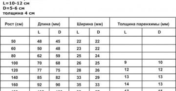 Размеры почек в норме