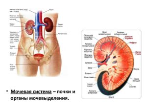 Строение почки и мочевыводящих путей