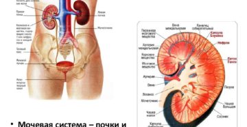 Строение почки и мочевыводящих путей