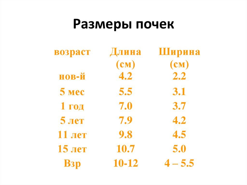 Какие должны быть размеры почек в норме