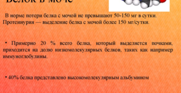 Повышенный белок в моче у мужчин