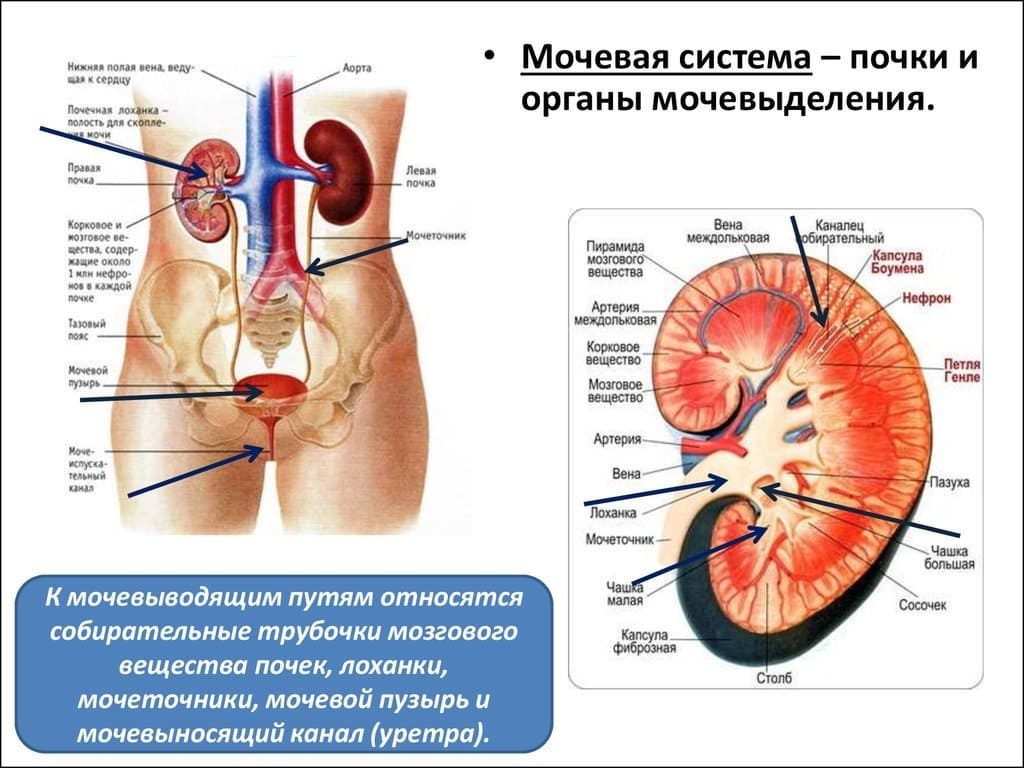 Анатомия почек человека и мочевыводящих путей