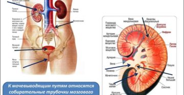 Анатомия почек человека и мочевыводящих путей