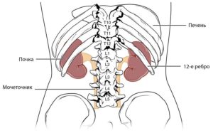Расположение почек относительно позвонков